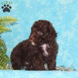 Jack, Toy Poodle Puppy
